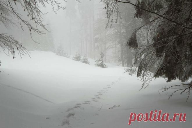 4 Самых сильных снежных бурь за всю историю, которые стоит знать
Многие люди скучают по снежным зимам, но знаете ли вы, что иногда снег может превратиться в настоящую катастрофу? Снежная буря 67-го, Чикаго В 1967 году снежная буря пронеслась по центральной части Соединенных Штатов. Наибольшее количество осадков выпало в Чикаго – 58 сантиметров. Тогда погибло около восьмидесяти человек, треть из них-в Чикаго. Бостонский снежный шторм 68-го […]
Читай дальше на сайте. Жми подробнее ➡