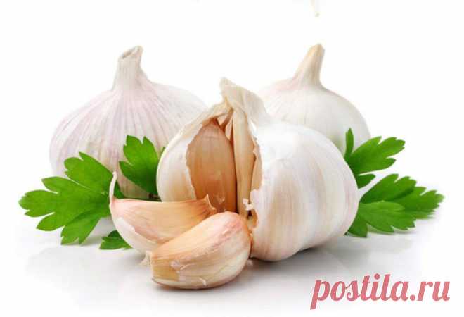 Чеснок. Польза и вред
 
 
Чеснок, польза и вред которого будут описаны ниже, сегодня известен каждому. Это и отличная приправа для разных блюд, и продукт, приносящий много пользы при его правильном употреблении. В составе его луковицы много полезных веществ: 6-8% белков, 7-28% витамина С, 20-27% полисахаридов и немного сахаров. Кроме того, тут присутствует небольшая доза клетчатки и золы.