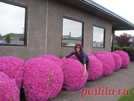 Обалдеть,это цветет азалия !!!