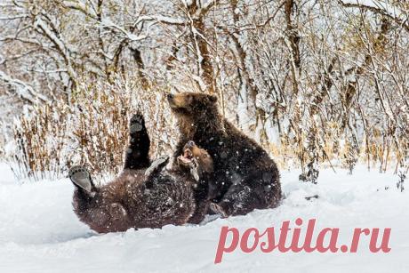 «Жизнь прекрасна!». Южно-Камчатский заказник им. Т. И. Шпиленка. Автор фото – Геннадий Юсин: nat-geo.ru/photo/user/52372/