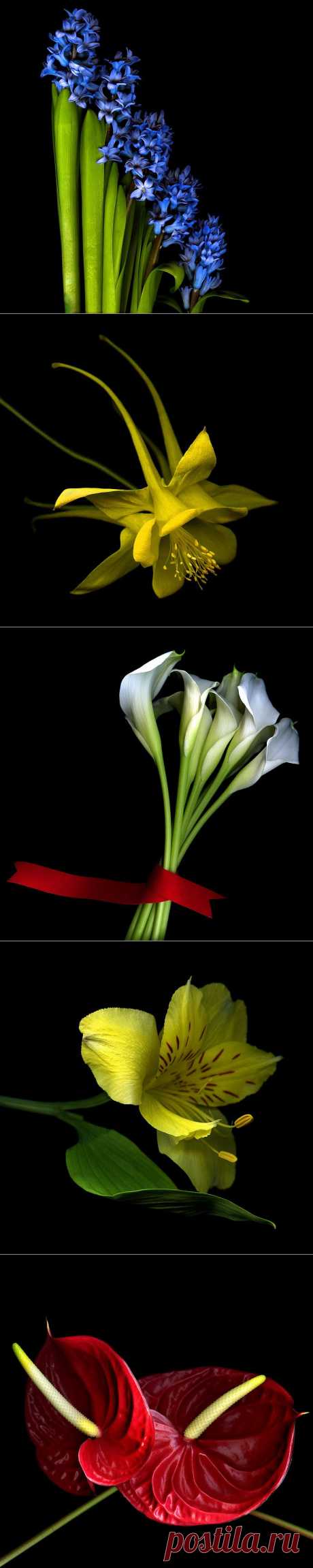 Красота на черном фоне..