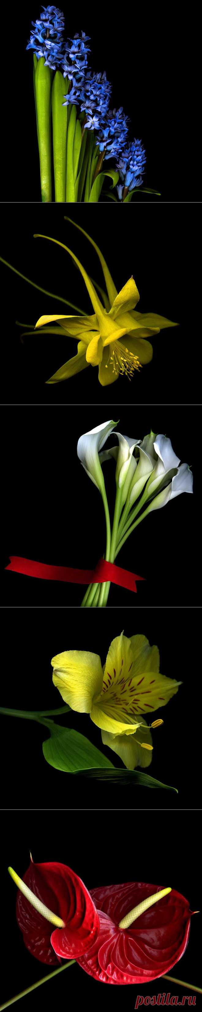 Красота на черном фоне..