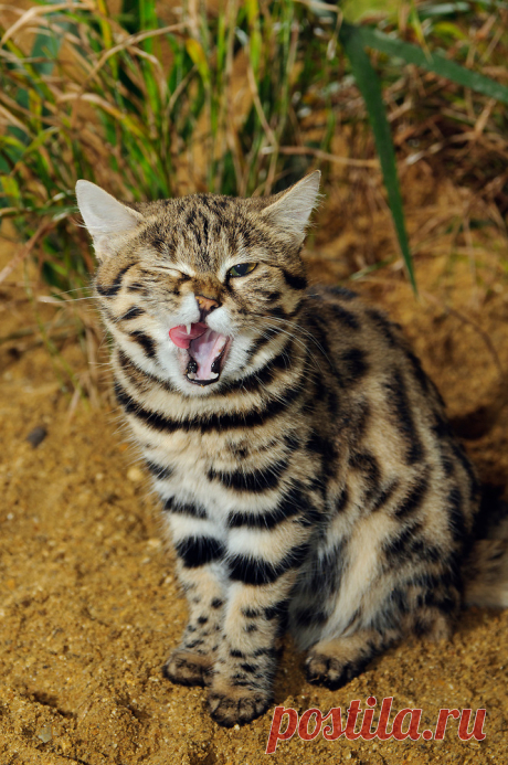 Черноногая кошка (Felis nigripes) | Терри Уиттакер Фотография