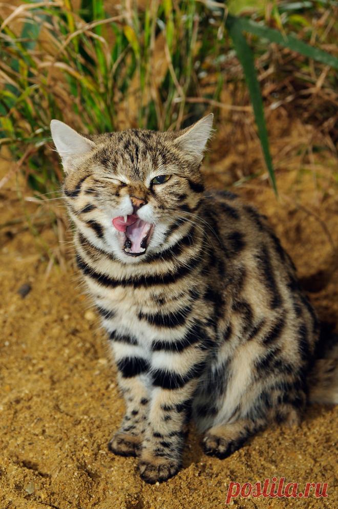 Черноногая кошка (Felis nigripes) | Терри Уиттакер Фотография