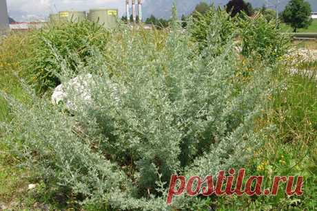 Полынь божье дерево: уникальные лечебные свойства Полынь (божье дерево) — это многолетний кустарник, который вырастает до 130 см высотой. Растение очень популярно в мире и все благодаря своим лечебным свойствам. При правильном его применении, можно избавиться от многих болезней...