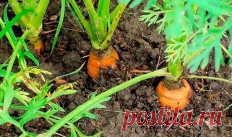 ЧЕМ ПОДКОРМИТЬ МОРКОВЬ ПОСЛЕ ВСХОДОВ НАРОДНЫМИ СРЕДСТВАМИ
Сохраните, чтобы не потерять!