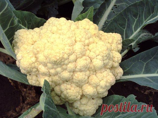 Особенности выращивания цветной капусты. | Klumba-plus.ru | Яндекс Дзен