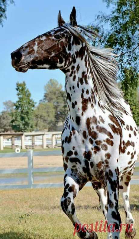 Pinterest