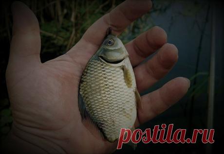 Щука и карп в домашнем пруду могут жить вместе | Хозяйство Воронова | Яндекс Дзен