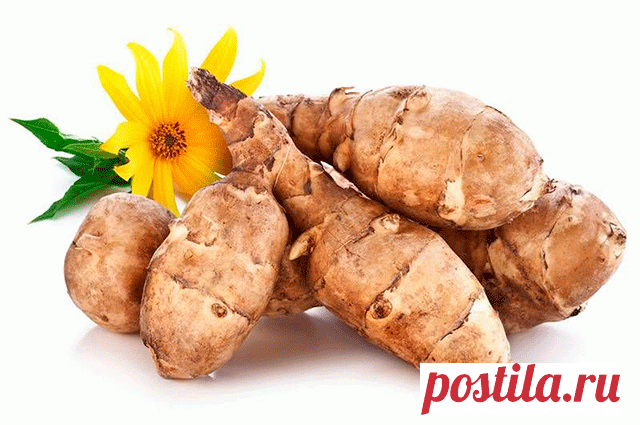 Топинамбур – земляная груша в аптечке и на столе 







Как лечиться топинамбуром и что необычного можно приготовить из этого корнеплода


То, что земляная груша, топинамбур, это не только вкусное, но и лечебное растение наши предки знали еще за 20…