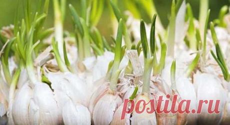 Вы совершаете большую ошибку. Проросший чеснок нельзя выбрасывать! — Сад Заготовка