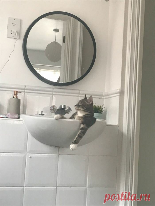 Очаровательные котики / Питомцы