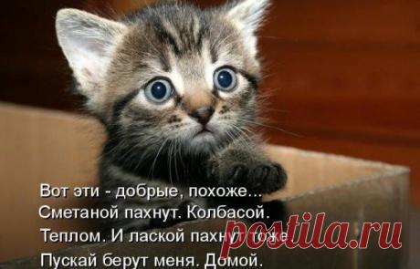 Котенок
