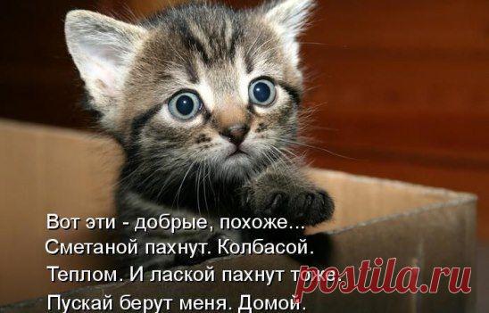 (49) Одноклассники