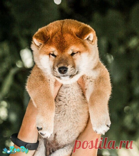 shiba inu купить в Минске на сайте объявлений