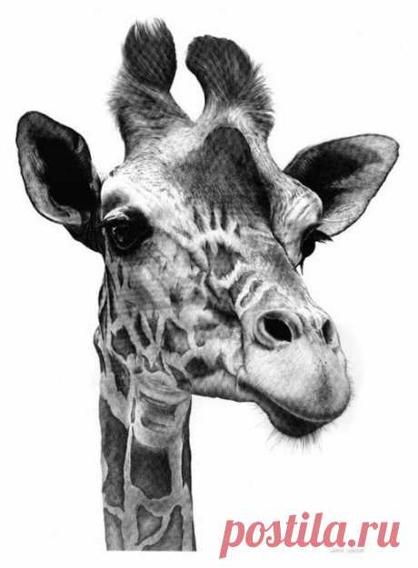 картинки с жирафом рисованным - 40 тыс. картинок. Поиск Mail.Ru