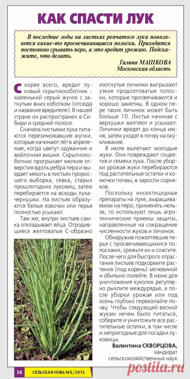 Как спасти лук