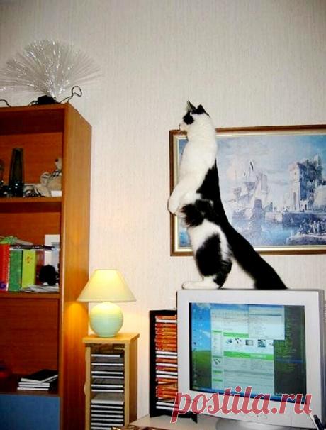 Смешные животные: когда дома скучно. Подборка забавных фото | уДачная жизнь | Яндекс Дзен