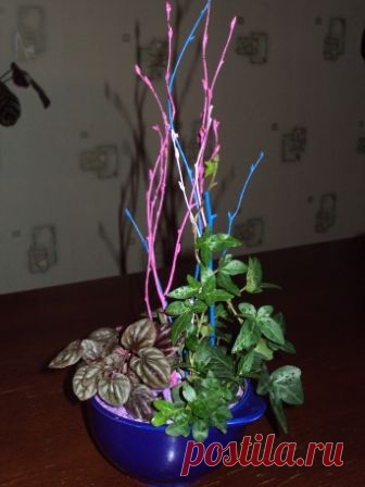 Микс в одном горшке - Все о комнатных растениях на flowersweb.info