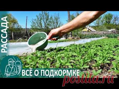 Выращивание рассады 🌿 Всё о подкормке по технологии Гордеевых