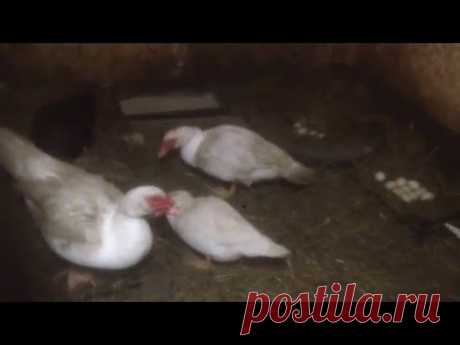 Содержание и разведение мускусных уток (начало)