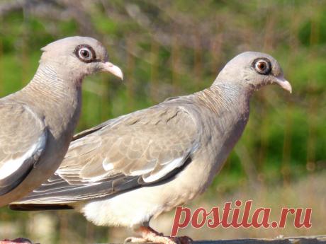 Сем. Голубиные (Columbidae)
Гологлазый голубь (Columba corensis)
