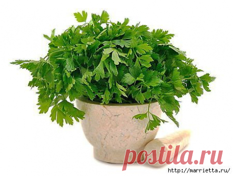 Петрушка - польза для здоровья и красоты.