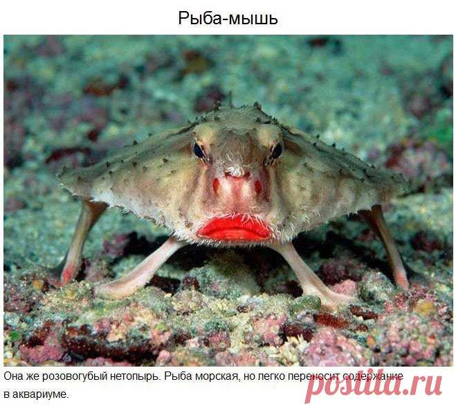 Удивительные и где то смешные жители планеты