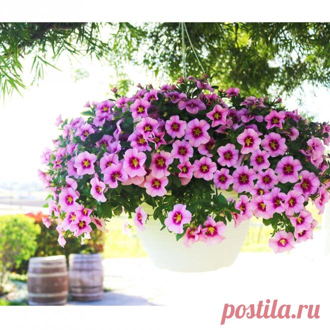 Калибрахоа: как вырастить миллион ярких колокольчиков Этот цветок буквально ворвался в дома дачников и владельцев частных домов. Еще несколько лет назад о нем мало кто знал или слышал. А сегодня на рынках только и слышно: «А калибрахоа есть?» Никто больше не хочет петунию, калибрахоа вытеснила ее из сердец цветоводов...
