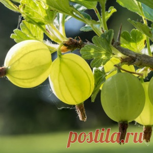 Секреты выращивания крыжовника