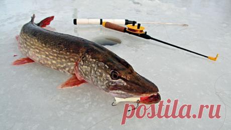 Балансир на щуку | НА РЫБАЛКУ !!!!