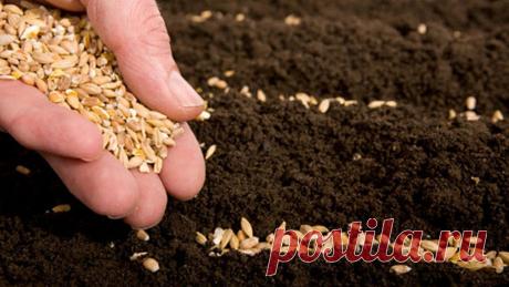 Борная кислота - применение в садоводстве