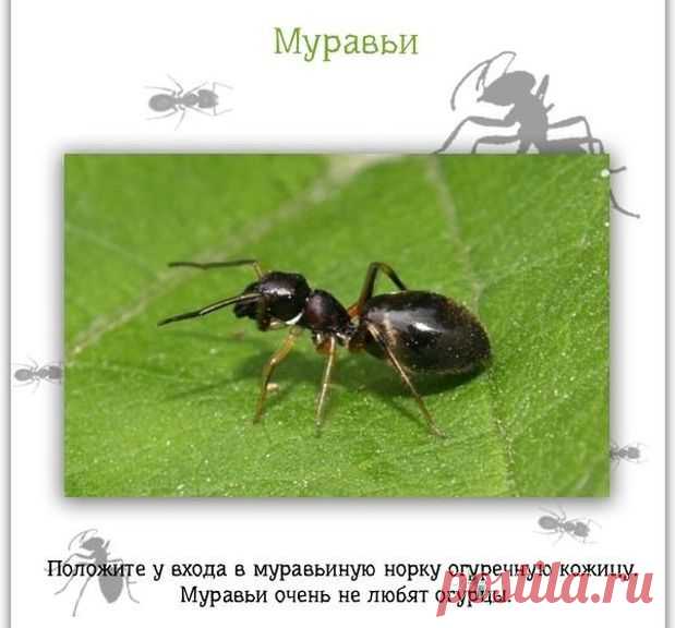 Полезные советы на каждый день (13 фото ) » Невседома - жизнь полна развлечений, Прикольные картинки, Видео, Юмор, Фотографии, Фото, Эротика. Развлекательный ресурс. Развлечение на каждый день