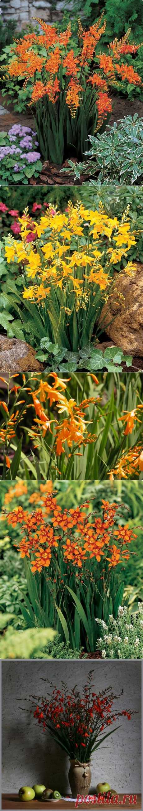 КРОКОСМИЯ, ИЛИ МОНТБРЕЦИЯ