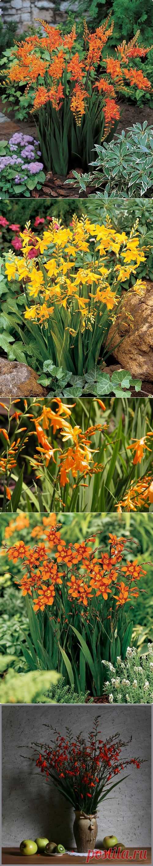 КРОКОСМИЯ, ИЛИ МОНТБРЕЦИЯ