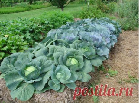 Соль, сахар, чеснок и кефир заменят химию на огороде!
Иногда нам и в голову не приходит, что удобрения и ядохимикаты могут заменить самые обычные продукты - соль, сахар, чеснок, кефир, горчица.
Вот, например, появились на томатах первые признаки фитофтороза. Чтобы спасти плоды, надо ускорить их созревание. В этих целях обычно рекомендуют подкормить томаты калием и фосфором. Но есть способ проще. Возьмите на 1 л воды 100 г поваренной соли и этим раствором опрысните заболевшие растения. После та