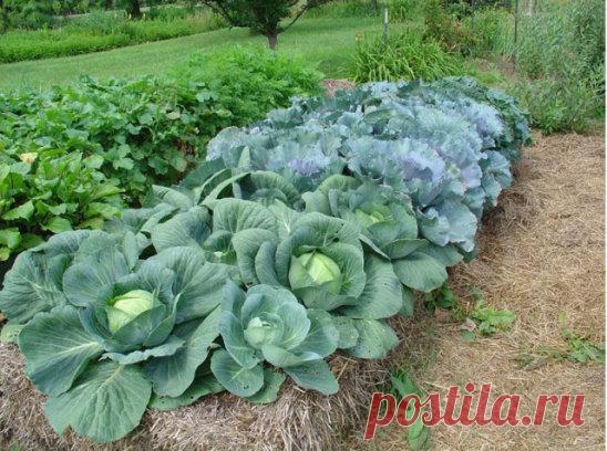 Соль, сахар, чеснок и кефир заменят химию на огороде!
Иногда нам и в голову не приходит, что удобрения и ядохимикаты могут заменить самые обычные продукты - соль, сахар, чеснок, кефир, горчица.
Вот, например, появились на томатах первые признаки фитофтороза. Чтобы спасти плоды, надо ускорить их созревание. В этих целях обычно рекомендуют подкормить томаты калием и фосфором. Но есть способ проще. Возьмите на 1 л воды 100 г поваренной соли и этим раствором опрысните заболевшие растения. После та