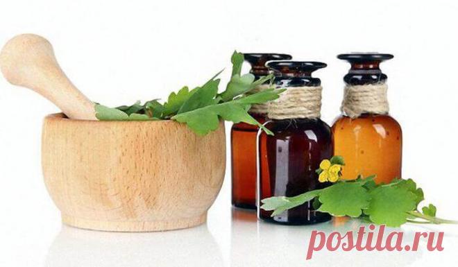 Настойка чистотела на водке – Средство от ста болезней