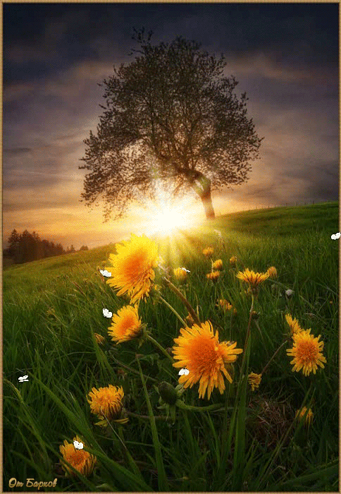 Hana Hi