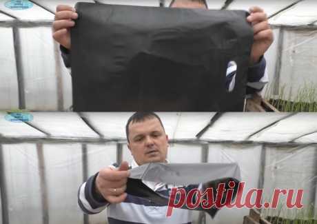 Старый секрет для ранней посадки и урожая томатов