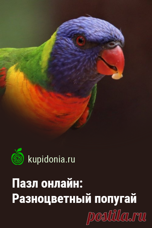 Пазл онлайн: Разноцветный попугай. Красивый пазл онлайн с ярким разноцветным попугаем из серии «Экзотические птицы». Собери пазл на сайте!