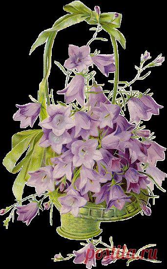 тапочки от Entlein ,клуб осинка