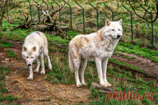 Дедушкины рассказы. Как дедушка вместе с медведицей со злыми волками воевали