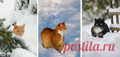 Зима, снег, коты (21 фото) | Прикол.ру — приколы, картинки, фотки и розыгрыши!