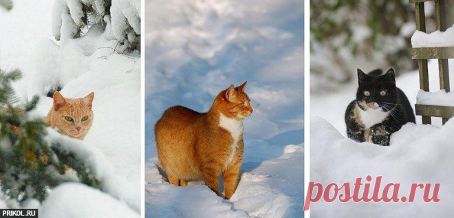 Зима, снег, коты (21 фото) | Прикол.ру — приколы, картинки, фотки и розыгрыши!
