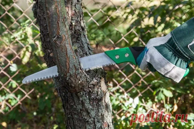 Что делать, если соседские деревья затеняют ваш участок?