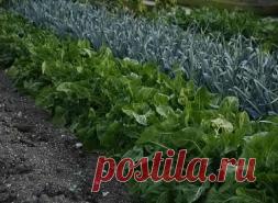 Смешанная грядка - Садоводка