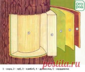 Как правильно привить яблоню осенью | Яблоня, груша (Огород.ru)