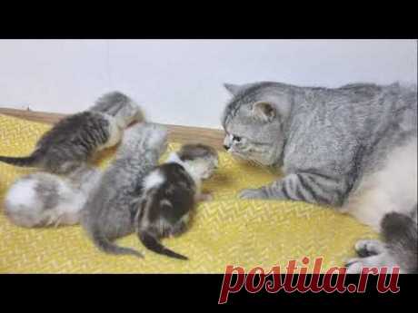 Супер заботливый папа кот целует маму кошку и своих мяукающих котят