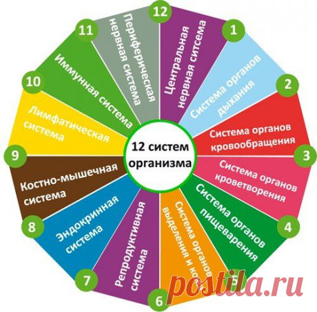 Весь организм человека условно поделён на системы органов, объединённых по принципу выполняемой работы, функции. Эти системы называются анатомо-функциональные, их в организме человека двенадцать. Для того, чтобы понять, как сохранить здоровье, нужно, прежде всего, понять взаимосвязь систем организма и правила их безопасной рациональной эксплуатации.

Всё в природе подчинено единому закону целесообразности и экономному принципу необходимости и достаточности. Особенно это видно на примере животн